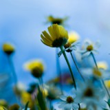 sommarliten