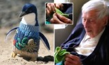 Alfie Date, den 109-åriga australiensaren, stickar tröjor till pingviner som har berörts av oljespill. 
